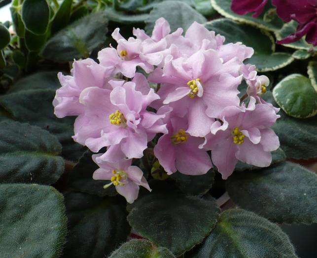 Rose Marie - Saintpaulia - violete de camera