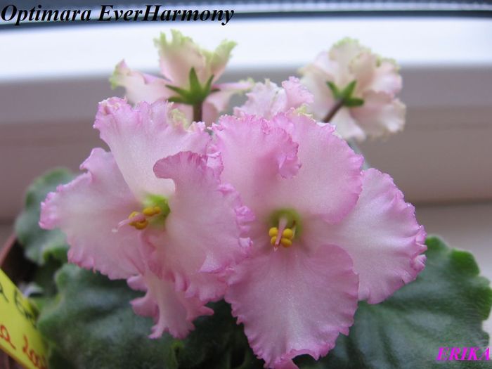 Optimara EverHarmony 2009 dec 16 - Violete de colectie