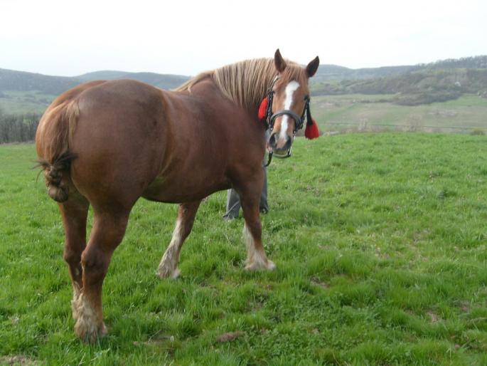 Opaline - CAI RASA PERCHERON