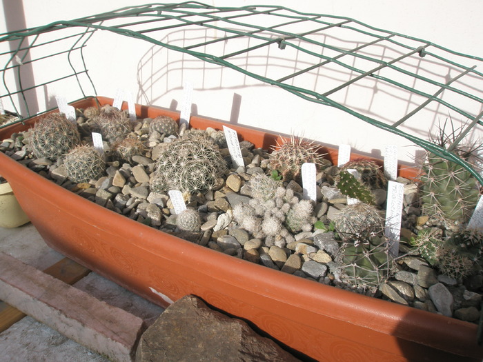 cactusii de la jardiniera dupa inghet - 29.12 - plante de exterior - 2009 - 2010