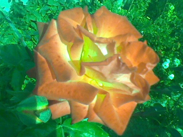 Imag012