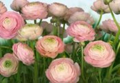 fototapet-trandafiri-roz~5410643