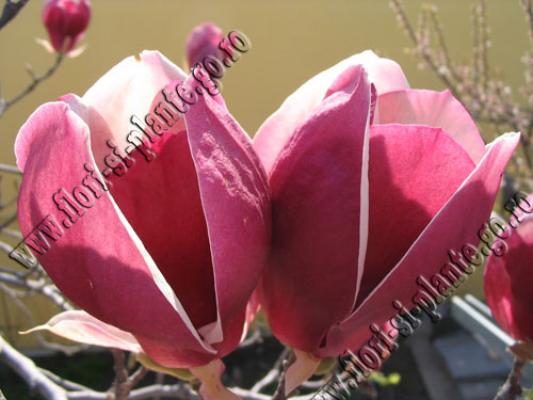 magnolia3 - Flori gradina