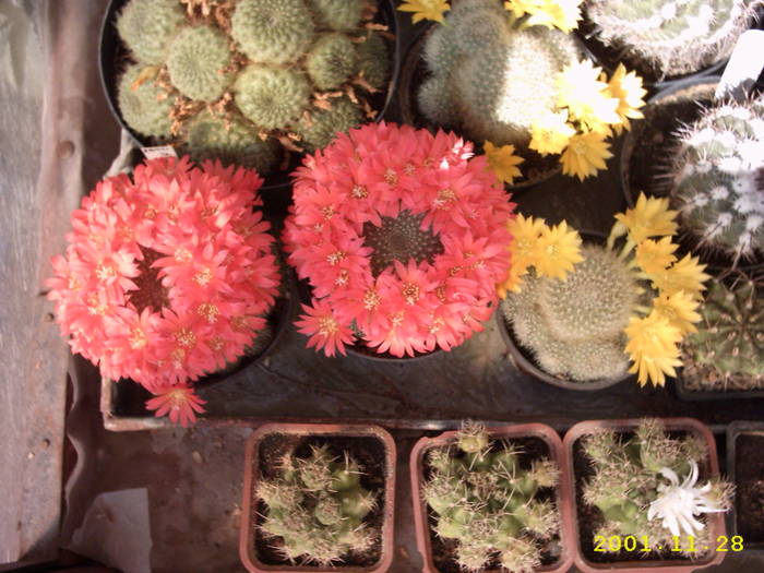 Rebutia - Rebutia