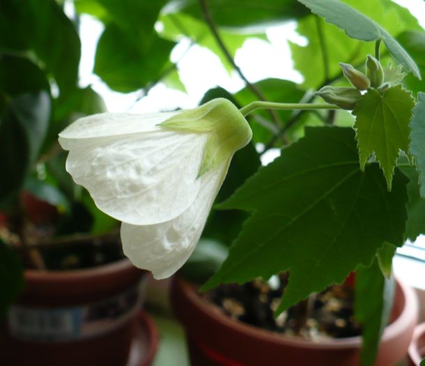 P1190022 - ABUTILONI