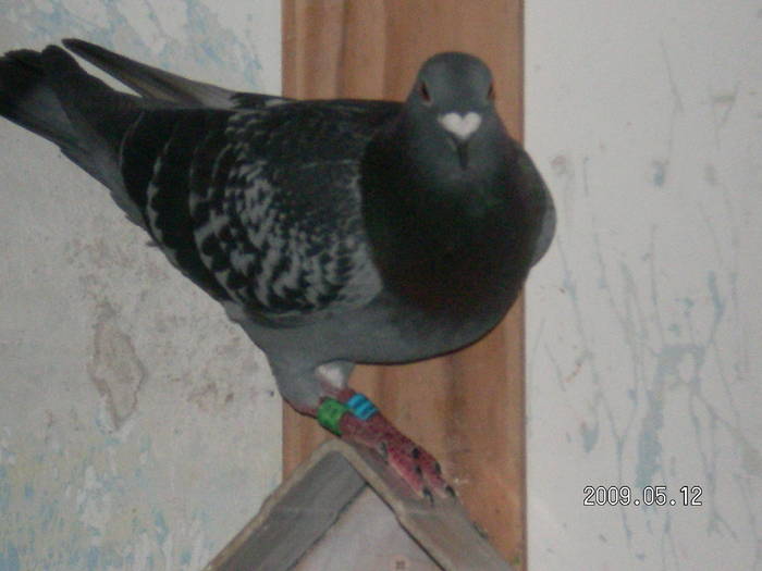 155 - porumbei Mihai si Gigi