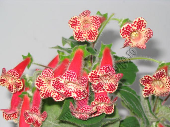 Kohleria Bibbi - KOHLERIA I