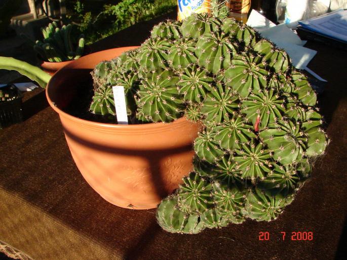 Echinopsis eyresii f. monstruosa