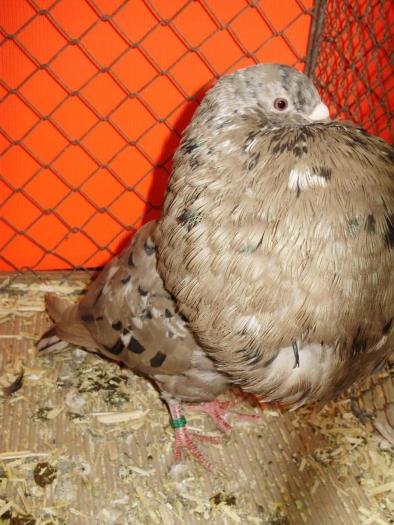 00642b gaditano alm brown 0