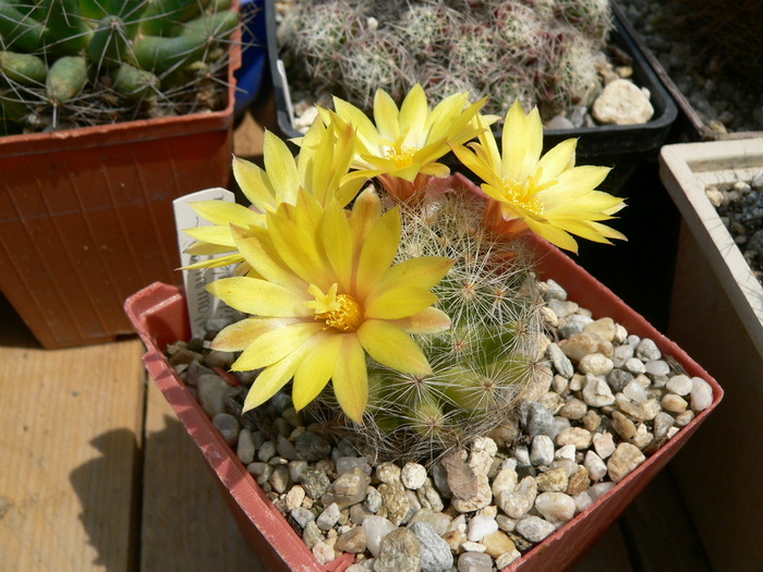 mammillaria_baumii - genul Mammillaria