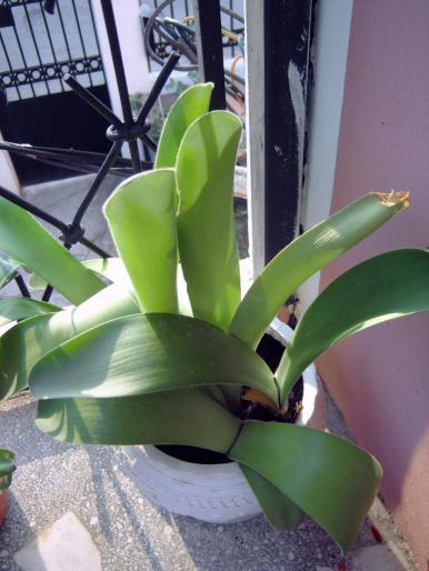 Haemanthus - Plantele mamei