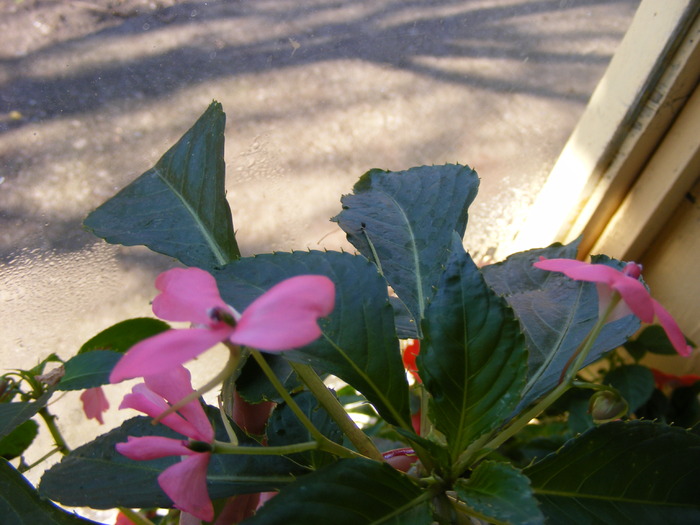 IMPATIENS