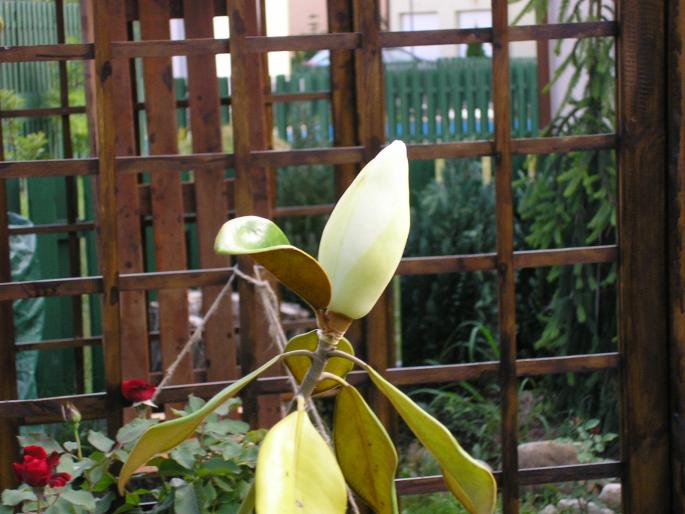 P6252948 - magnolie grandiflora