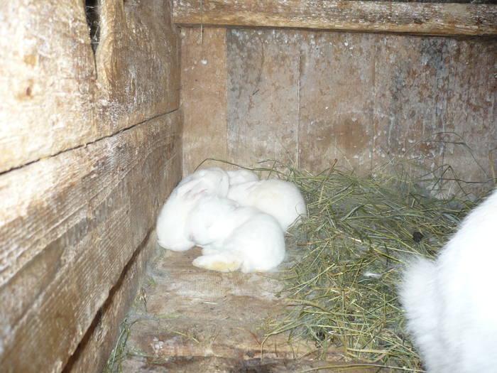 poze iepuri 2504 496 - femele cu pui din 1-10 iunie actuali