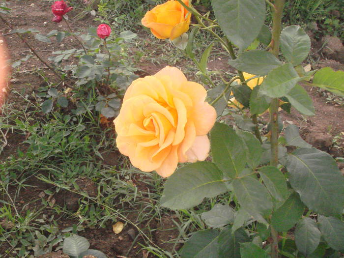 DSC01449 - trandafiri Romaniei