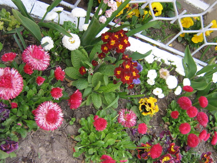  - flori de gradina 2009
