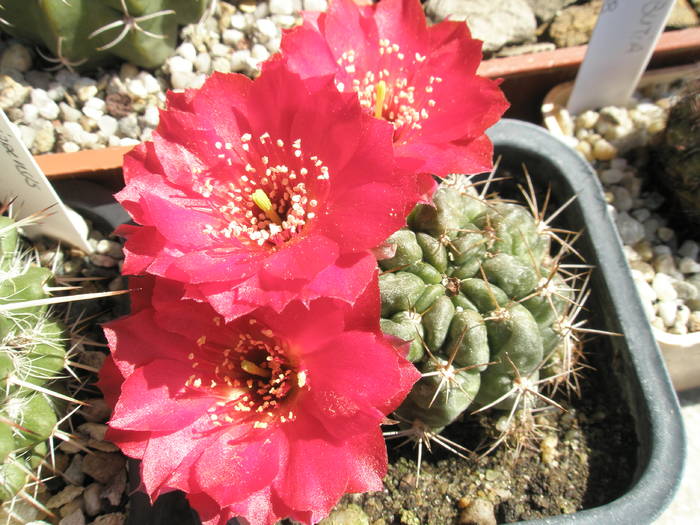 Lobivia sp. - CACTUSI - ANUL 2008