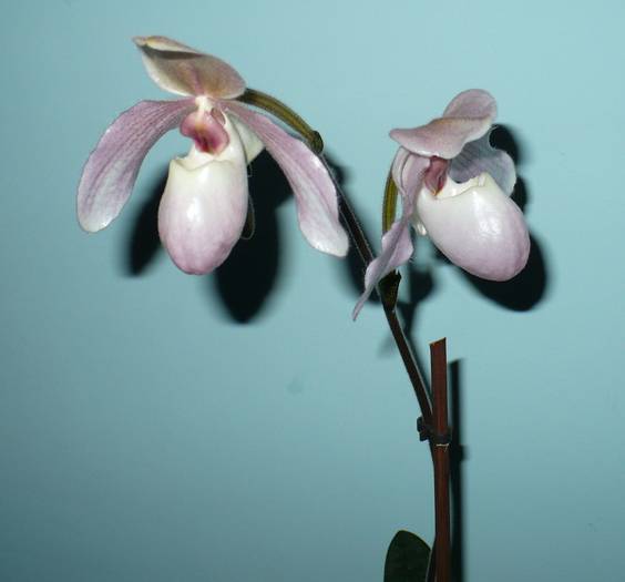 P1120406 - Orhidee