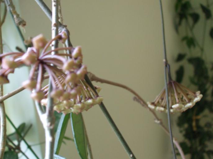 hoya boboci - Flori