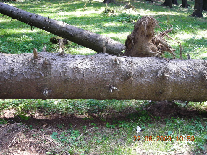 DSCN9223 - Sinaia 23 08 2009