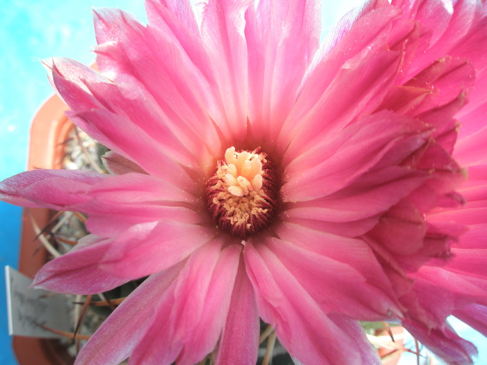 Coryphantha elephantidens - floare