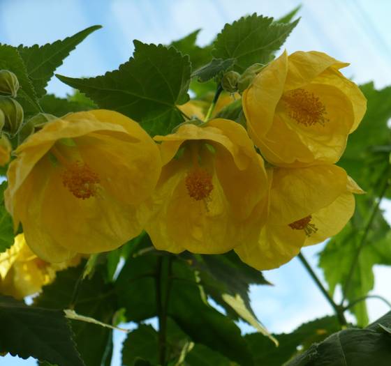 P1130419 - ABUTILONI