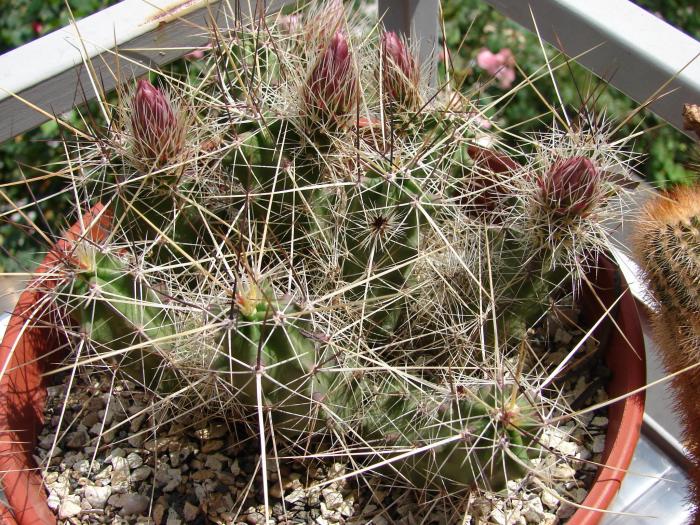 Echinocereus enneacanthus