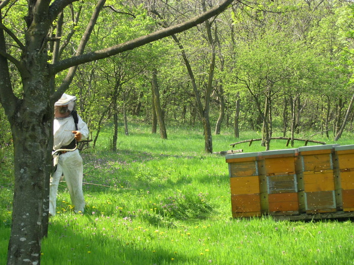 P4091977 - Majevic profesional apicultor