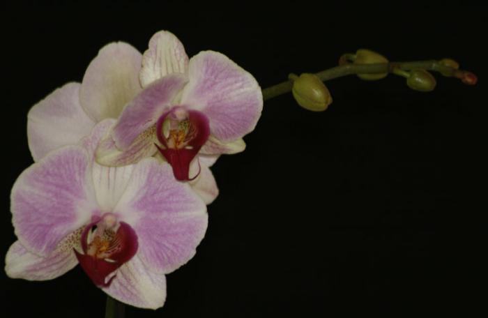 phalaenopsis - orhidee