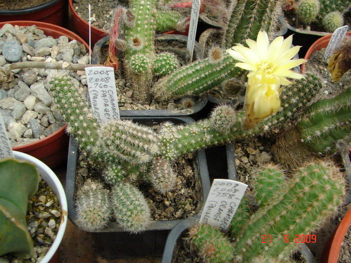 DSC06221