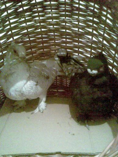 alb-negru - porumbei 2008