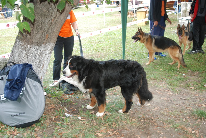 DSC_0087 - Concurs international de frumustete canina 2009 TgMures