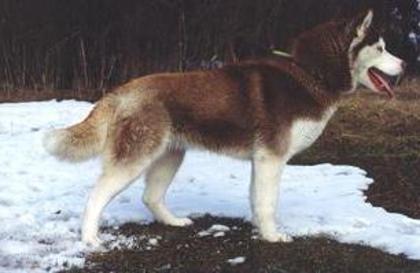 02husky_siberian