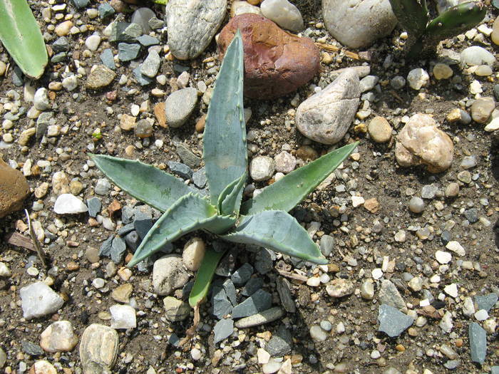 IMG_8642 - Cactusi la mosie 27 iunie 2009