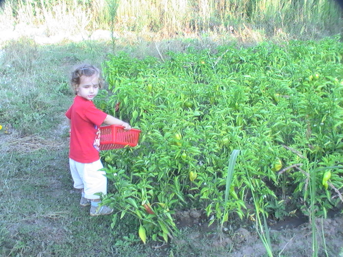 2-Sept. - Anul 2009 in gradina mea