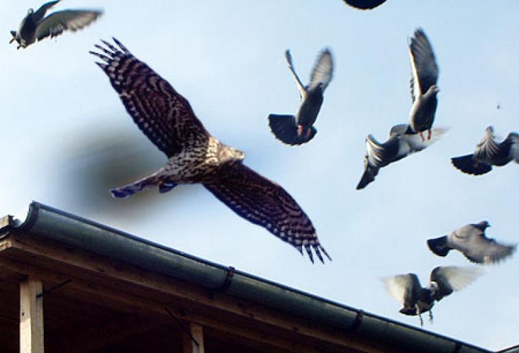 atac uliu - Stop sacrificarea lasati porumbei sa zboare--Stop the slaughter let to fly pigeons