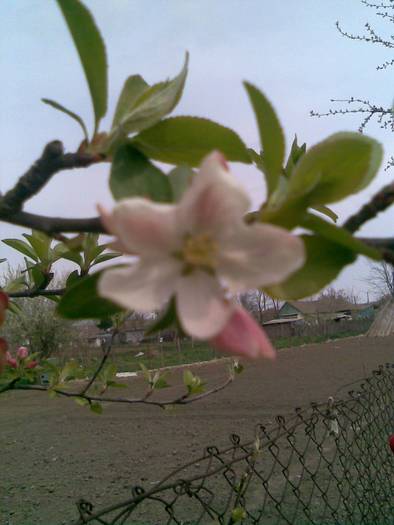 floare de mar