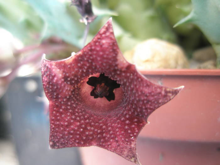 Huernia macrocarpa - floare 12.08 - Asclepidiacee 2009