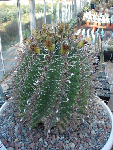 Ferocactus herrerae - Cactusi la Constanta