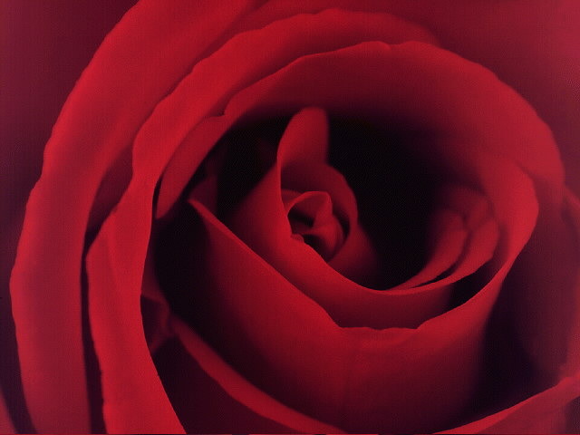 BLOOM4