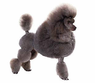 poodle