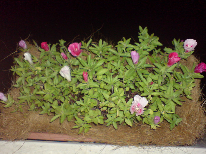 Godetia - Plantele mele 2009-2010