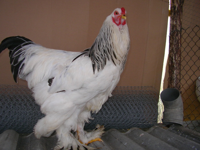 SANY1061 - Brahma herminat deschis