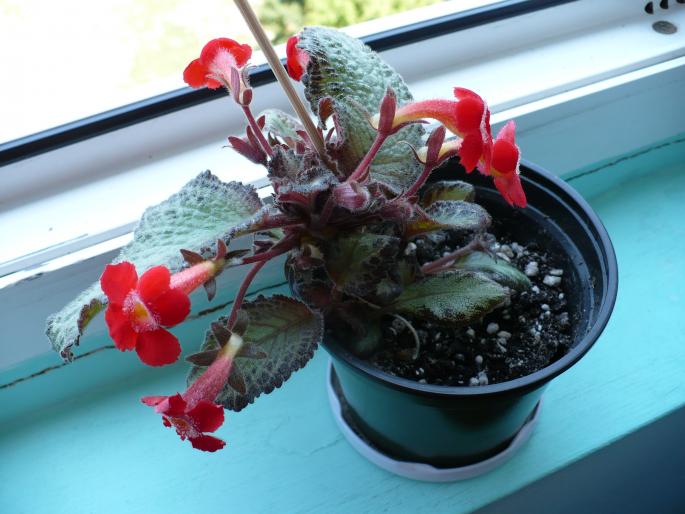 P1020588 - Episcia cupreata