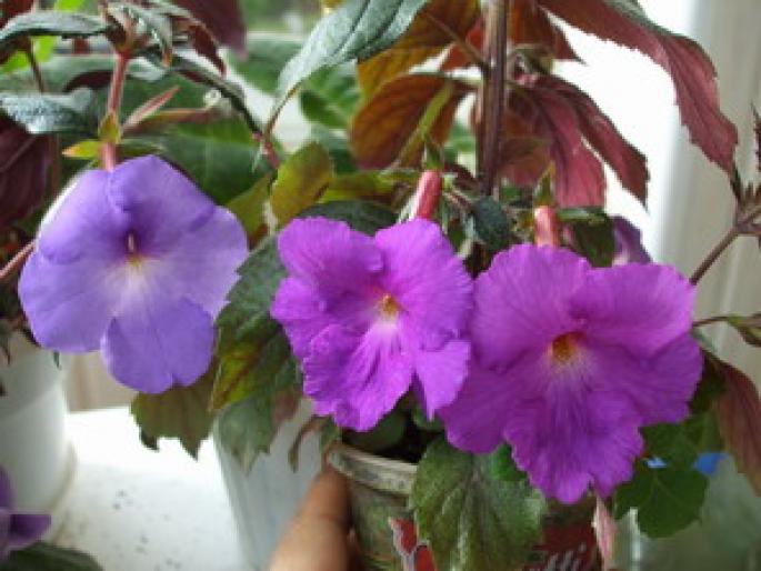 achimenes