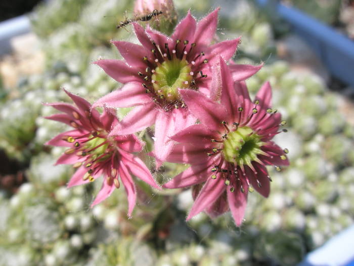 Sempervivum arachnoideum - flori - 12.05 - Plante de exterior din vara 2009