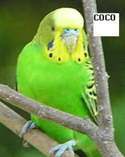 perus9 - animale si flori