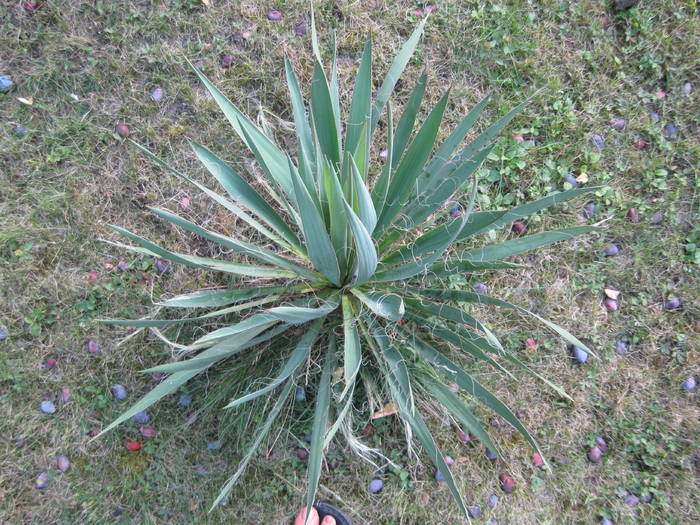 YUCCA