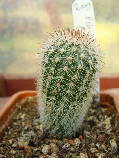 Echinocereus lauii - Echinocereus