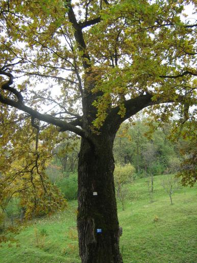 Stejari - 2007 Octombrie Pe undeva prin Valcea